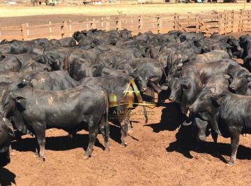 4d89b386f22ce8461dc1c7fb70cc715c0be6dae2 · Fazenda Dupla Aptidão à Venda - Zona Rural - Flores de Goiás/GO