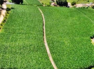 2023110118184216908.jpg · Fazenda para Venda em Canas, Zona Rural