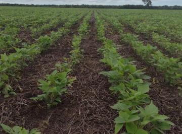 Fazenda a venda Serra Nova Mato Grosso · Fazenda a venda, Serra Nova Dourada, Mato Grosso, 4.079 Hectares, 100 Milhões