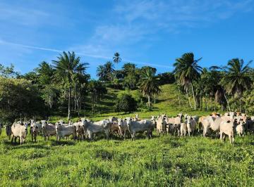 Foto 01 · Fazenda, Mata de São João, Mata de São João, BA