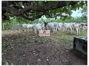 cdb7418301b00d223f9bb3701317c226.jpg · Fazenda com 1022 hectares