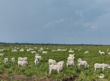 Rural · 2170m² · 10 Quartos · FAZENDA EXCELENTE COM ÓTIMA ESTRUTURA - MIRANDA/MS