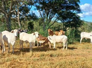 Rural de 2 quartos, Sobradinho · Sítio Espetacular em Sobradinho/DF 32 Hectares !!! 1.200.000 !!!