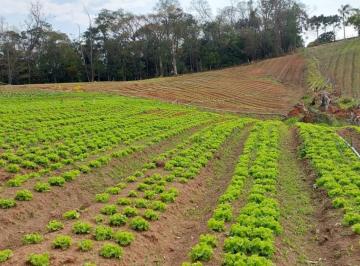 2024040616514779.jpg · Terreno para Venda em Pinhalzinho, ZONA RURAL