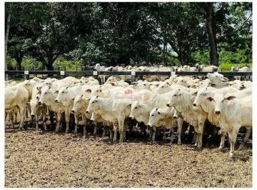 422fd58272adc7eda505a8a7c5e997cb.jpg · Fazenda com 34000 hectares, na região de Alta Floresta, com sede completa