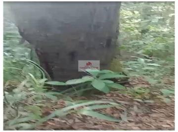 b766adcf3b947c91014d6afd568fb483.jpg · Fazenda 9000 ha, dupla aptidão, bruta, própria para pecuária, rica em água