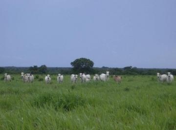 Rural · 548480000m² · FAZENDA NEGÓCIO DE OPORTUNIDADE !