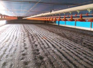 Rural · 48400m² · 3 Quartos · CHÁCARA 2 ALQUEIRES COM BARRACÃO DE FRANGO EM GRACIOSA