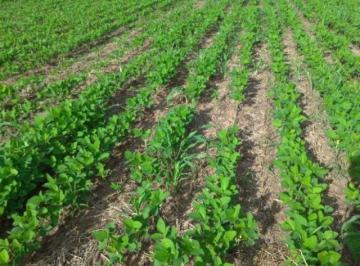 Rural · 26800000m² · FAZENDA A VENDA NO MARANHÃO