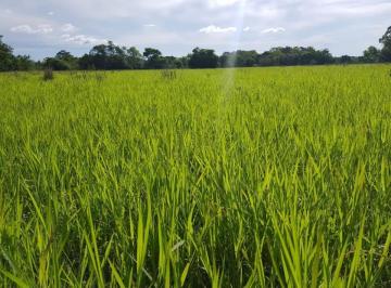 Rural · 860000000m² · FAZENDA NEGOCIO DE OPORTUNIDADE!!!