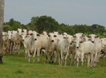 Rural · 570000000m² · FAZENDA NEGOCIO DE OPORTUNIDADE!!!