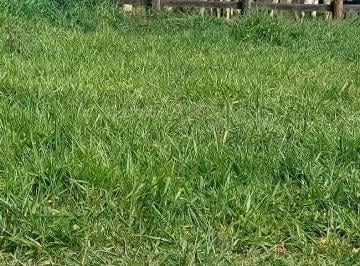 Foto 01 · FAZENDA A VENDA NA REGIÃO DE ARAÇATUBA-SP, COM ÁREA TOTAL DE 131 ALQUEIRES, MONTADA NA PECUÁRIA, 110