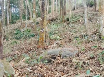 Terreno · 1085m² · Terreno em Terra Preta a 5min da pista! Financia! Permuta! R$230.000,00!