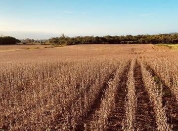Rural · 15000m² · TERRENO VERDINHO