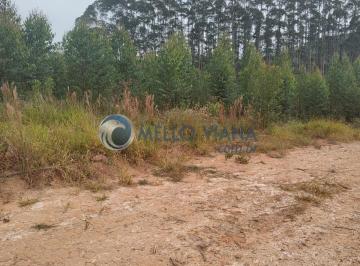Foto 01 · Fazenda com 239 hec (Plantio de eucalipto)