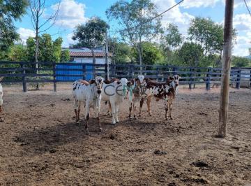 Rural · 249ha · Fazenda de 249 ha estruturada para gado de elite