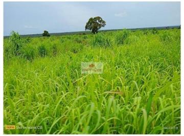 05ae100987d810cd903123309cf32a6a.jpg · Fazenda com 4.300 hectares, dupla aptidão, com 2.700 hectares abertos, 40% de argila