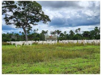 8152e96022c623c1296f788a41665d63.jpg · Fazenda com 5.800 hectares, dupla aptidão