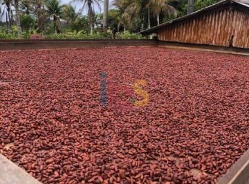 Rural · 200m² · Fazenda Em Serra Grande Cacau Cabruca (Organico )