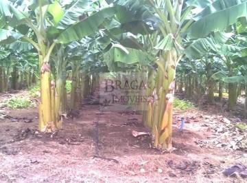 BANANEIRAS PRODUZINDO · FAZENDA COM PRODUÇÃO DE BANANA EM ITABERABA-BA