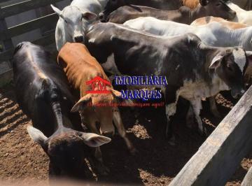 Rural · 1040600m² · 4 Quartos · Fazenda Produtiva Tuiuti/Bragança Paulista/SP/BR