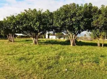 chacara-a-venda-94372-59m-aterrado-tremembe-sp1716909911027aoin.jpg · Chácara à venda 94372.59M², Aterrado, Tremembé - SP