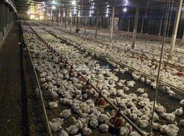 fzrjj0c2ytiwmtu2ywu4mgrl_md · Chácara à venda Zona Rural, Tamarana - PR