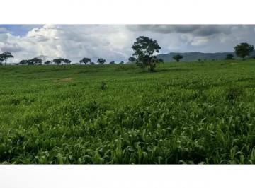 Rural de 3 quartos, Campinorte · VENDO LINDA FANDA CAMPINORTE GOIÁS
