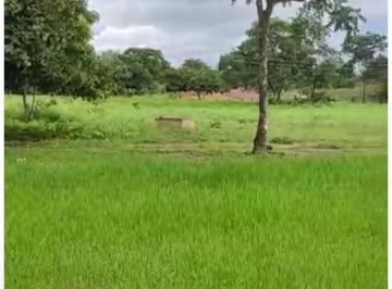 Rural de 4 quartos, Campinorte · VENDO FAZENDA JÁ PLANTADA COM 160 ALQUERES EM CAMPINORTE GOIÁS !