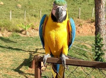 bcbac37557b5ccf6b6632015cbb5850daa5a2ccb · Oportunidade! Maravilhosa fazenda em Lindoia, com 27 alqueires, rica em água, pastagem formada, 4 km