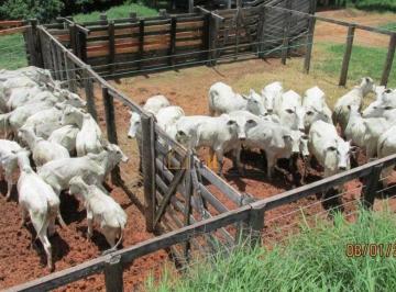 6f99fdb8d788da0c0efe01bdbec92a71a4376071 · Maravilhoso terreno na cidade de Munhoz, com área de 12,5 alqueires paulista. Não perca essa oportun