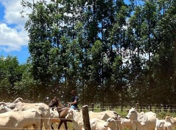Rural · 580ha · 1 Quarto · Fazenda 580 hectares em coração de Jesus- MG. específica pra gado com mais de 50% formada em pastage