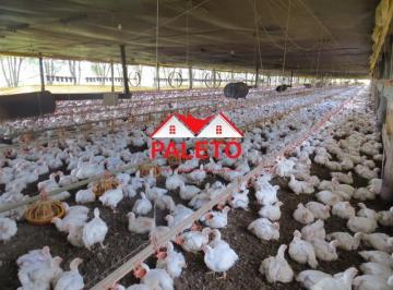 Foto 01 · Sítio 6,5 alqueires com 2 barracões frango a venda na cidade de Porangaba