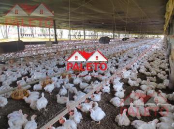 Rural · 300m² · 4 Quartos · Sítio 6,5 alqueires com 2 barracões frango a venda na cidade de Porangaba