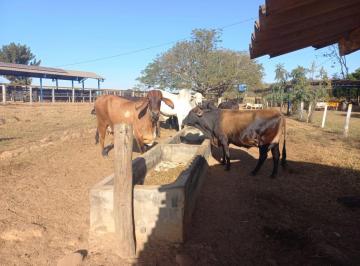 Rural de 6 quartos, Palmeirinha · Fazenda 67 hectares em Unaí - Gado e Agricultura
