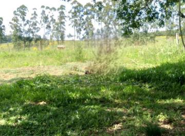 Rural · Rurais à venda - em Triunfo