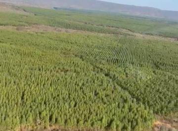 Rural · 2753ha · EXCELENTE FAZENDA 2753 HA COM 1400 hectares de EUCALIPTO, na região de Buenópolis. Também pra pecuár