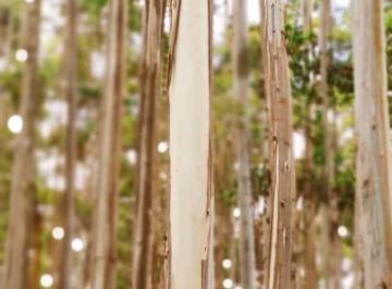 Foto 01 · FLORESTA DE EUCALIPTO A VENDA NA REGIÃO DE ITAPEVA-SP COM EM TORNO DE 100 ALQUEIRES EM MADEIRA