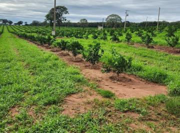 Foto 01 · FAZENDA DE LARANJA A VENDA NA REGIÃO DE SÃO JOSÉ DO RIO PRETO/SP, COM 50,4 ALQUEIRES, SENDO 46 ALQUE