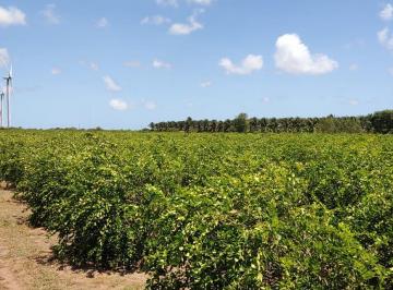Rural de 4 quartos, Ceará-Mirim · FAZENDA PRODUTIVA COM 40 HC, EM CEARÁ MIRIM-RN