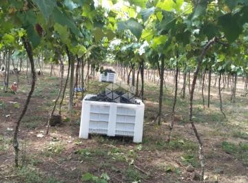 439751_i7Ov85585IQ2Tc839tDC9_43975164f22086a092b.jpg · Chácara produtiva com parreirais de uva com aproximadamente 33 hectares em Fagundes Varela