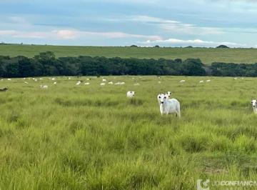Rural , Araguaína · Fazenda Araguaina Tocantins