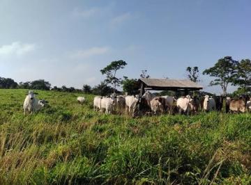 Rural , Juquiá · Fazenda com 25 Alqueires aberto aproveitável a Venda na Cidade de Juquia