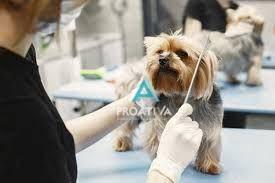 655837b649cb2335a3926eb23711f5fb8e7e932f · Pet Shop a Venda em Utinga