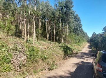 31772544_g.jpg · 
                                Área de terra bairro Linha Imperial, Nova Petrópolis.RS
           