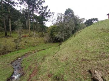 545890.jpg · Sitio - Bairro Arroio forquilha