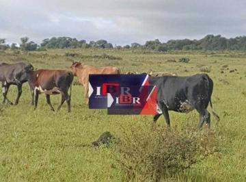 71588a1863dc9291044426d905b0dd6ab88d17a6 · Fazenda em Campo Grande - MS