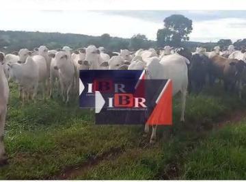 3a14f0d5c7c0c78b0299084d604cf3c507b5db22 · Fazenda em Paraiso das Aguas - MS