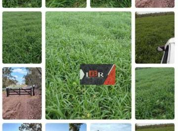76c3e7f169f5abbe38b0faa173a65575052f1a5b · Fazenda em Figueirão - MS