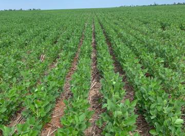 Rural , Sinop · Lavoura com 3.490 hectares | MT